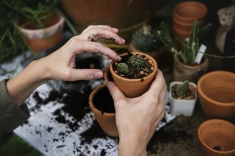 dicas para eliminar as pragas de maneira natural