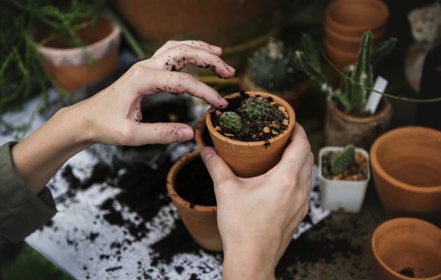 dicas para eliminar as pragas de maneira natural